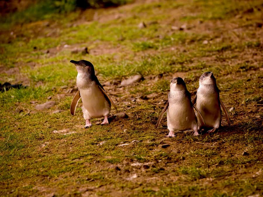 Phillip Island: Golden Hour Penguin Express Tour - Getting picked up and dropped off, with real comfort on board