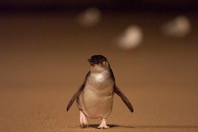Phillip Island Medium Size Group Tour - Pickup From Southbank, and Why the Small Group Helps