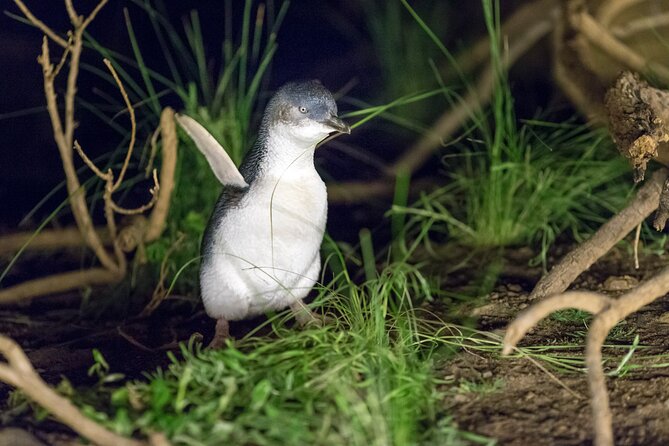 Phillip Island Penguin and Koala Highlights Day-Trip from Melbourne - A 9.5-Hour Wildlife Day That Actually Feels Organized