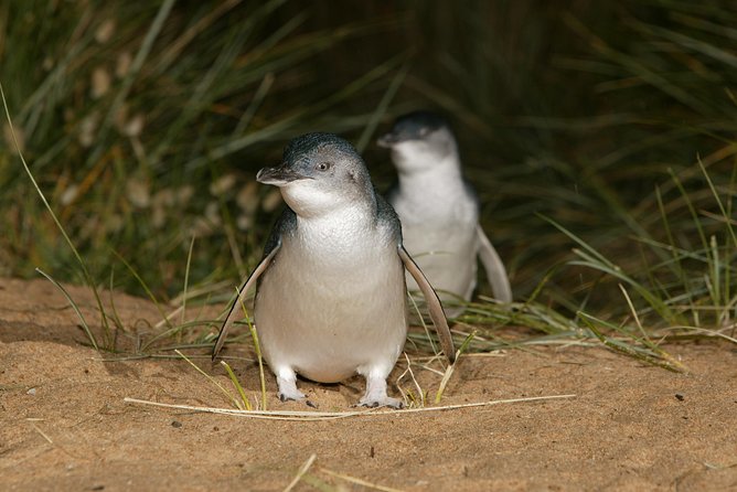 Phillip Island Penguin and Koala Highlights Day-Trip from Melbourne - Cold Weather Reality: What to Wear for Night Penguin Watching
