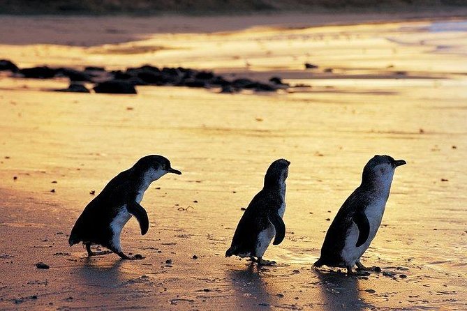 Phillip Island Penguin and wildlife Tour - Quick hits before you go