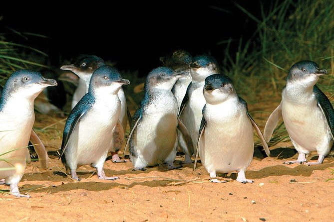 Phillip Island Penguin and wildlife Tour - Phillip Island Wildlife Park: kangaroos and koalas first