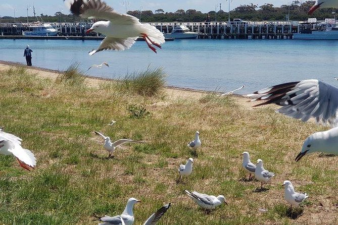 Phillip Island Penguin and wildlife Tour - The Nobbies Centre: rugged views and seals up close
