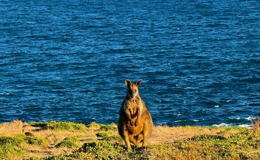 Phillip Island Penguin Parade Afternoon Tour from Melbourne - Dinner after the parade: plan your timing and how to eat without stress