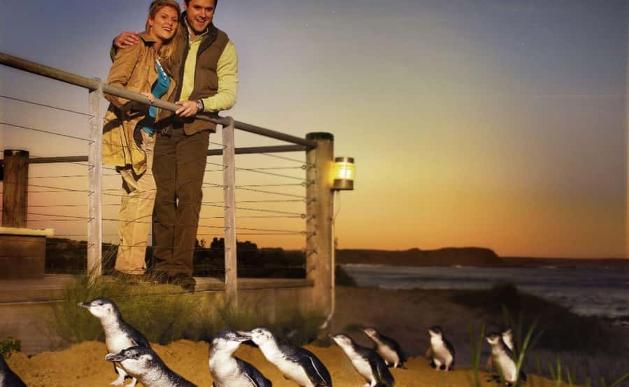 Phillip Island Penguin Parade Afternoon Tour from Melbourne - The drive back: why return time can vary and what to pack for the last hour