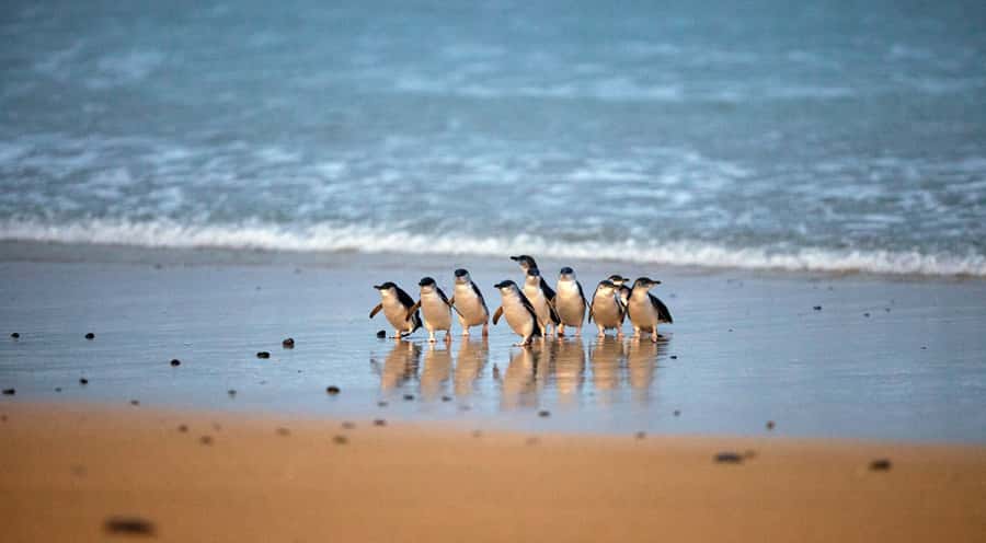 Phillip Island: Penguin Parade and Multi Attraction Pass - Key things to know before you go