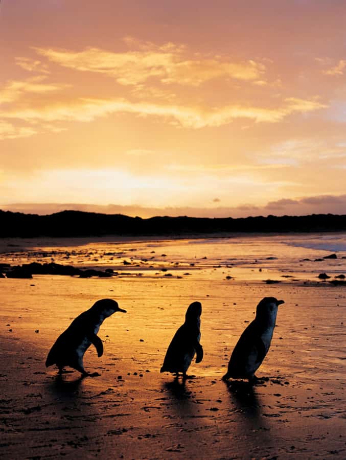 Phillip Island: Penguin Parade and Multi Attraction Pass - Koala Conservation Reserve: bush trails and up-close sightings