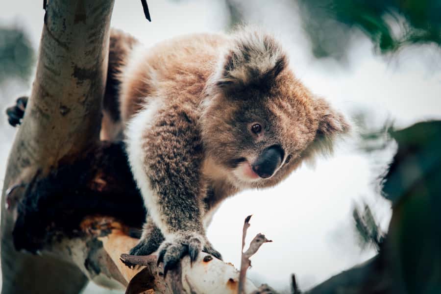 Phillip Island: Penguin Parade and Multi Attraction Pass - Getting from Melbourne, plus the timing that drives everything