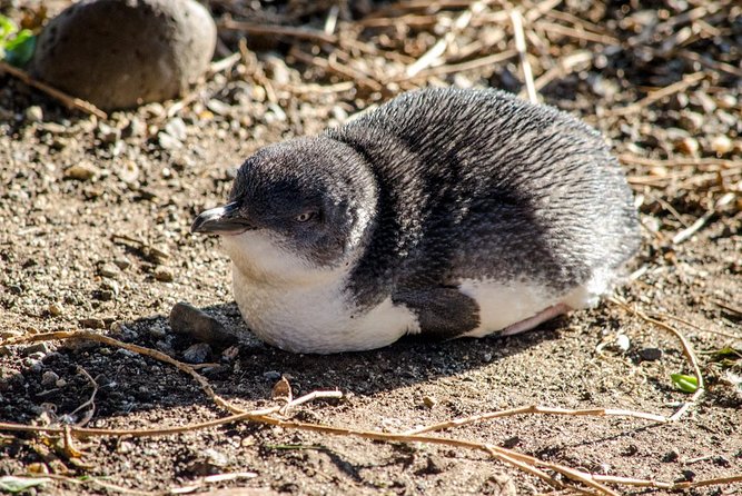 Phillip Island Penguin Parade Day Trip with Koalas from Melbourne - Key things I’d put at the top of your checklist