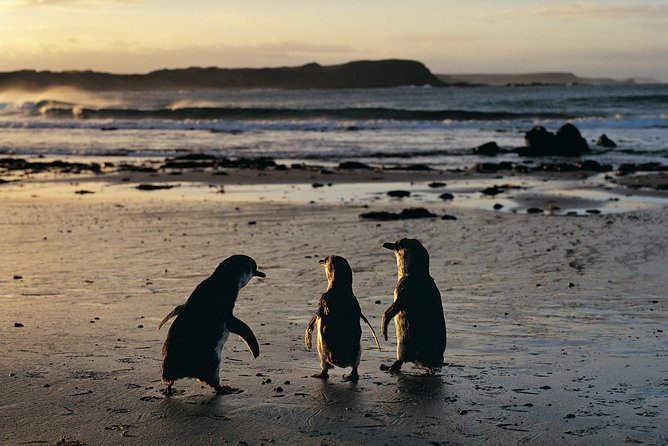 Phillip Island Penguin Parade Day Trip with Koalas from Melbourne - A comfortable, guided ride out of Melbourne