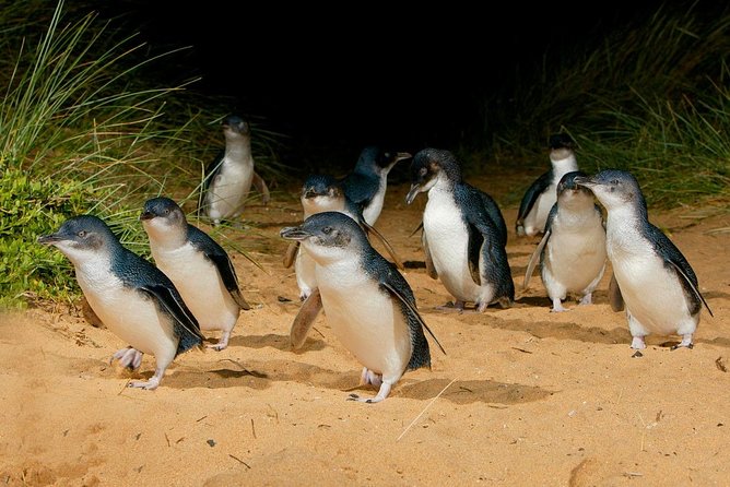 Phillip Island Penguin Parade Day Trip with Koalas from Melbourne - Price and logistics: is $111.17 good value?