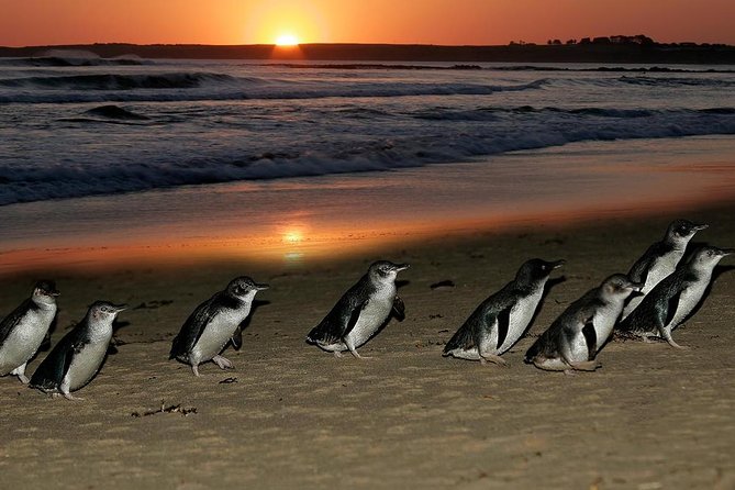 Phillip Island Penguin Parade Day Trip with Koalas from Melbourne - Practical tips so you enjoy the whole day