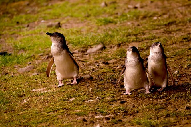 Phillip Island Penguin Parade Express Tour from Melbourne - The Nobbies stop: fur seal colony views and rugged south coast air