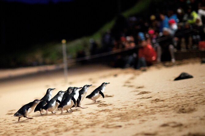 Phillip Island Penguin Parade, Wildlife and Beach Boxes Bus Tour - How the day trip runs from Melbourne CBD to Phillip Island