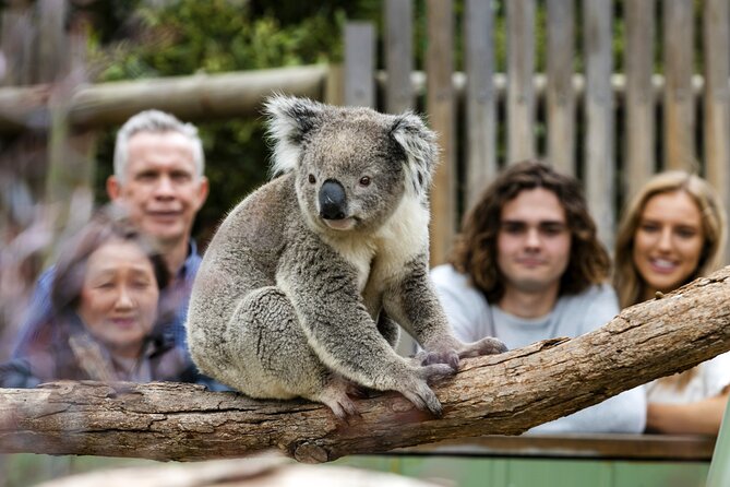 Phillip Island Penguin Parade, Wildlife and Beach Boxes Bus Tour - Moonlit Sanctuary Wildlife Conservation Park: koalas, kangaroos, and bushland vibes