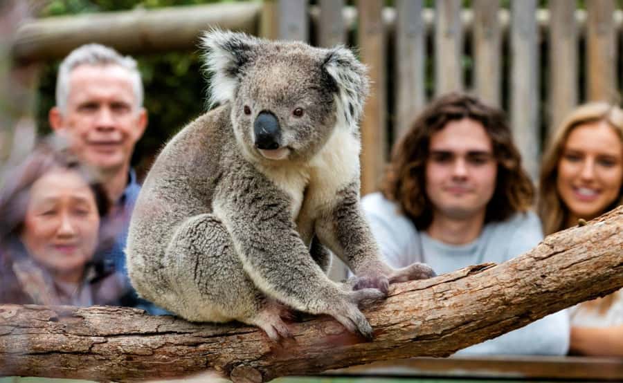 Phillip Island Penguin Parade with Expert Local Guide - Key things to know before you go