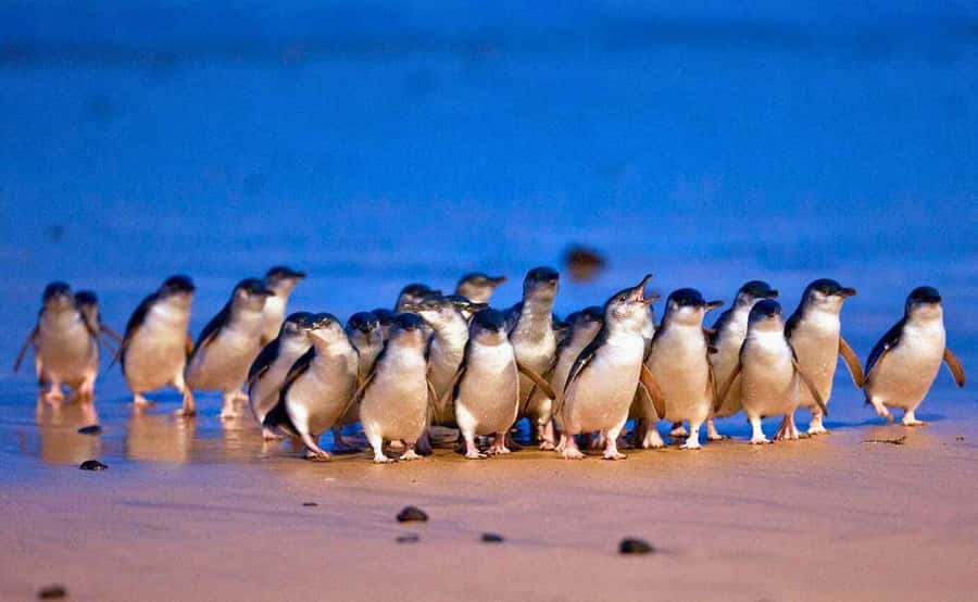 Phillip Island Penguin Parade with Expert Local Guide - A Smooth Melbourne-to-Phillip-Island Day in a Small Group