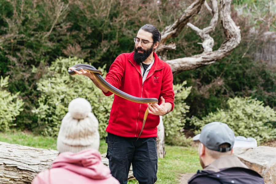 Phillip Island Penguin Parade with Expert Local Guide - The Nobbies View Point and Boardwalk: Southern Ocean Reality Check