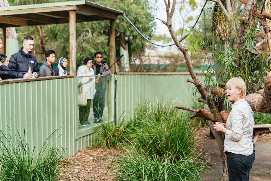 Phillip Island Penguin Parade with Expert Local Guide - Penguin Parade at Sunset: The Moment You Actually Came For