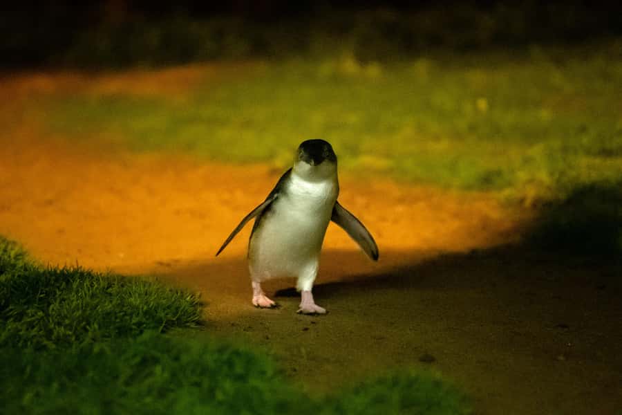 Phillip Island: Penguins and Wildlife Full-Day Tour - Price and value: what you get for $102