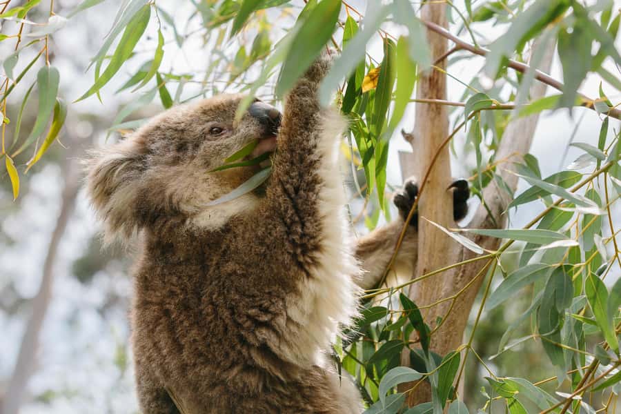 Phillip Island: Penguins and Wildlife Full-Day Tour - Koala Conservation Reserve: up close, in natural habitat