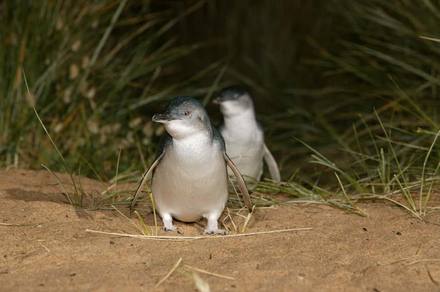 Phillip Island: Penguins and Wildlife Full-Day Tour - Cape Woolamai and The Nobbies: big views and old geology