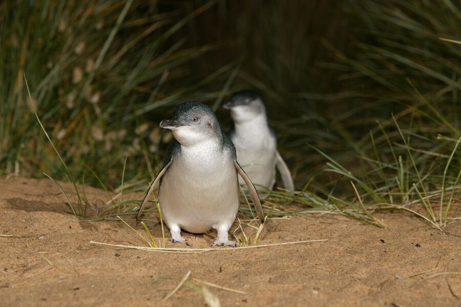 Phillip Island: Penguins and Wildlife Full-Day Tour - The Penguin Parade: how to watch little penguins on the boardwalk