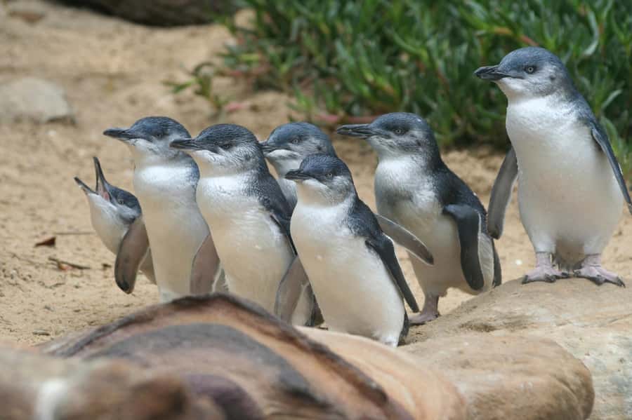Phillip Island: Penguins and Wildlife Full-Day Tour - Transportation, group energy, and why the guide matters