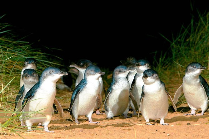 Phillip Island Penguins Private Adventure - Key points that matter before you go