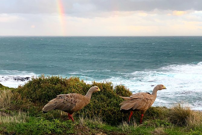 Phillip Island Penguins Private Adventure - Stop 3: Cowes Beach break for timing your meal