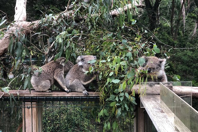 Phillip Island Penguins Private Adventure - Stop 4: The Nobbies Centre boardwalk and penguin chances by day