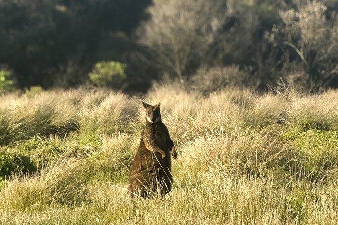 Phillip Island Penguins & Wildlife Day Tour from Melbourne - Quick hits before you go