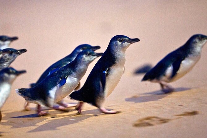 Phillip Island Penguins & Wildlife Day Tour from Melbourne - Cape Woolamai Beach: a quick coastal reset
