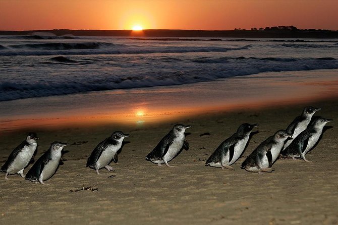Phillip Island Penguins & Wildlife Day Tour from Melbourne - Penguin Parade at Phillip Island: the fixed point of the whole day