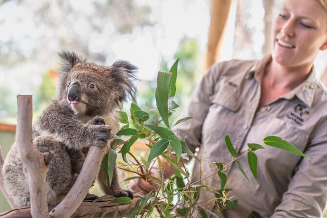 Phillip Island Penguins & Wildlife Day Tour from Melbourne - Moonlit Sanctuary: koalas, wallabies, and the optional hand-feeding
