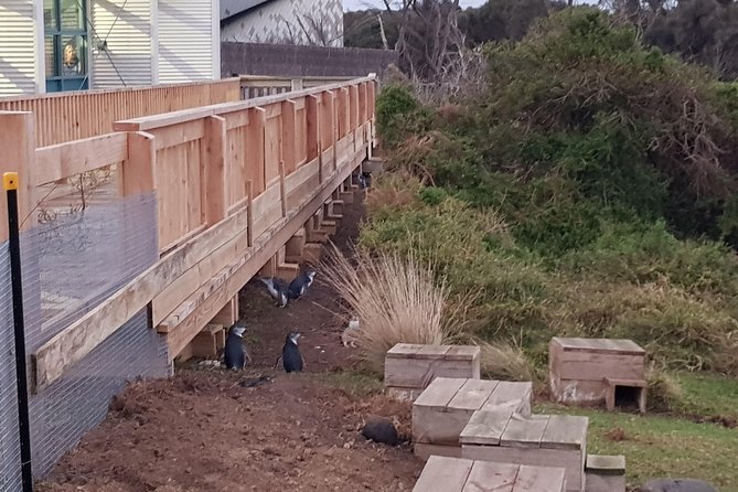 Phillip Island Private Experience - Price and Value: What $645.52 Gets You (and What It Doesn’t)