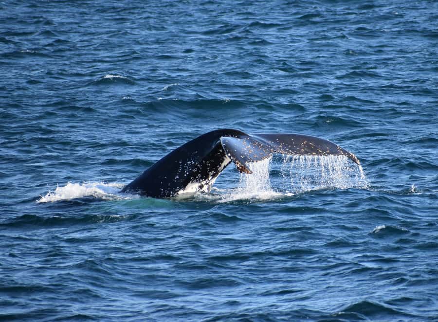 Phillip Island: Whale Watching Boat Tour - Key things I’d circle on your plan