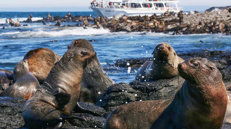 Phillip Island: Whale Watching Boat Tour - Rhyll to Seal Rocks: the core of the 4-hour whale hunt