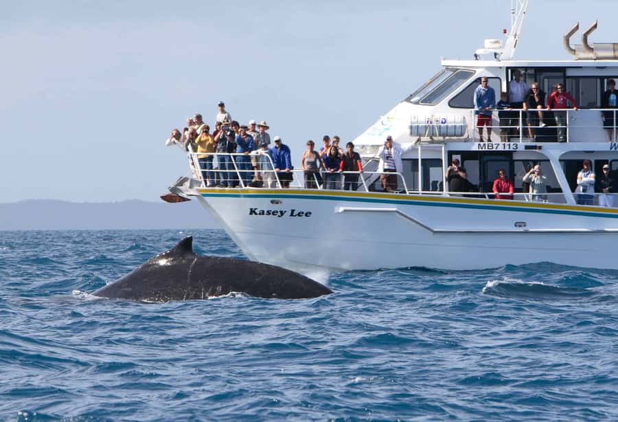 Phillip Island: Whale Watching Boat Tour - Seal Rocks and the fur seal colony: where the action can be constant