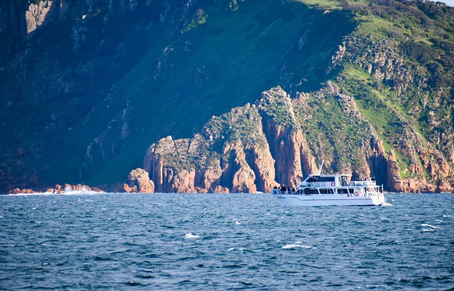 Phillip Island: Whale Watching Boat Tour - Dolphins in the wake: the easy win between whale sightings