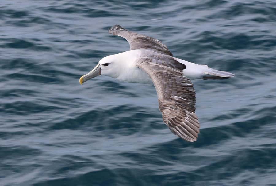 Phillip Island: Whale Watching Boat Tour - Price and value: is $126 per person fair for four hours at sea?
