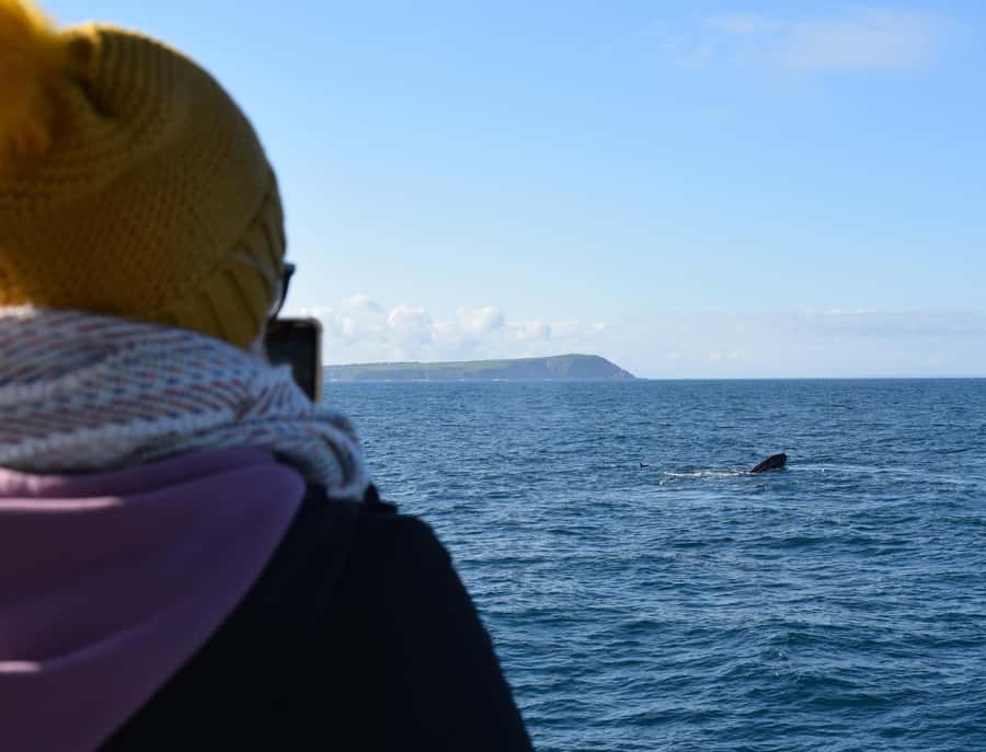 Phillip Island: Whale Watching Boat Tour - What you are actually scanning for: humpbacks and southern right whales