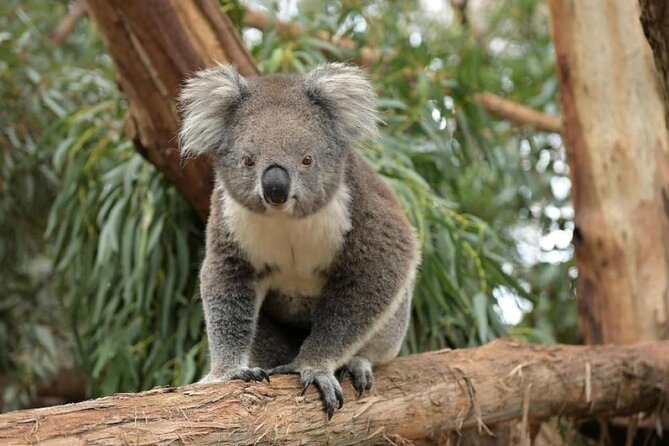 Phillip Island Wildlife Cruise and Penguin Tour from Melbourne - Key things I’d highlight before you book