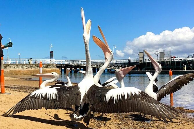 Phillip Island Wildlife Cruise and Penguin Tour from Melbourne - Flynns Beach: short walk, big reset