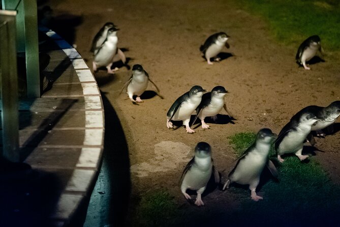 Phillip Island Wildlife Cruise and Penguin Tour from Melbourne - Penguin Parade at Sunset: the must-do, and why early arrival helps