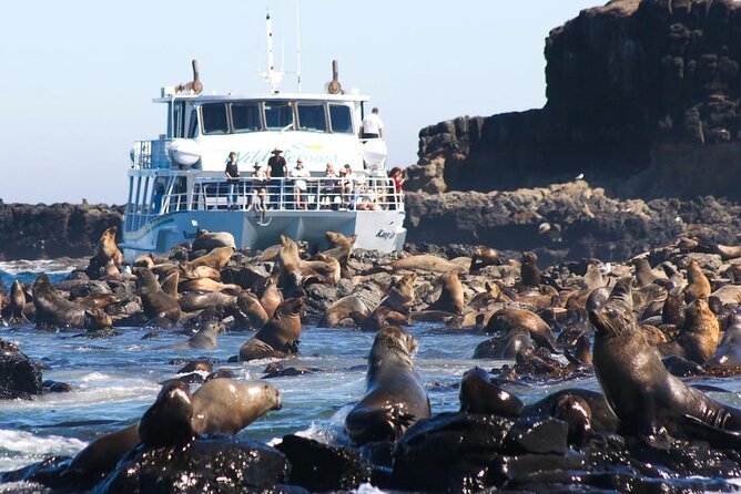 Phillip Island Wildlife Cruise and Penguin Tour from Melbourne - San Remo stop: a quick coastal stretch with pelicans in the mix