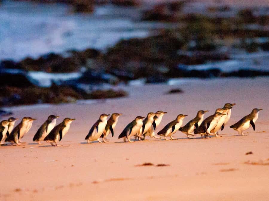 Phillip Island: Wine, Wildlife & Penguins with Gourmet Feast - Key things that make this tour special