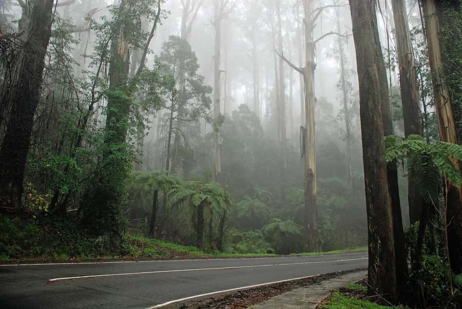 Premium Great Ocean Road Reverse Tour 13Pax Max Hotel PickUP - Wildlife spotting you can actually plan for, not just wish for
