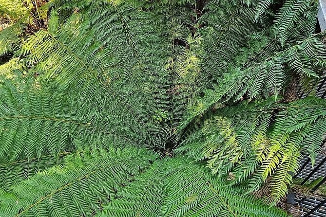Premium Great Ocean Road Tour IN A Relaxed Way IN Premium Coach - Melba Gully National Park rainforest time in Victoria’s wettest mood