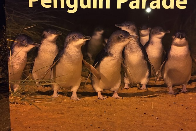 Private custom Penguin Tour with Premium Penguin Tickets - Key things I’d plan around